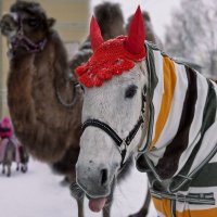 Всем привет от весёлой лошадки и её друга верблюда! :: Алёна Михеева