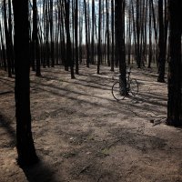 мёртвый лес :: Василий Алехин