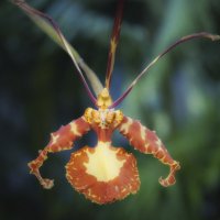 Орхидея :: Сергей Вахов
