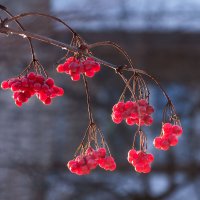 Ягоды калины :: Ольга Бойко