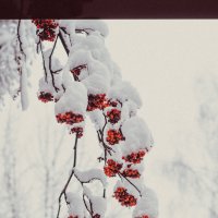 Рябина в снегу :: Яна Н.