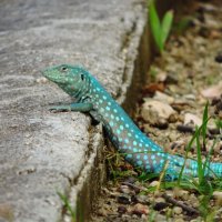 Голубая ящерица (The Whiptail Lizard or Kododo) :: Anna L