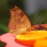 музей бабочек :: Anfisa 