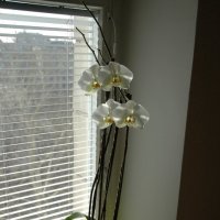 орхидея :: Litana *
