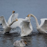 Лебеди на Алтае :: Евгений Кузнецов