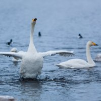 Лебеди на Алтае :: Евгений Кузнецов