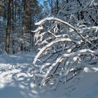 в зимнем лесу :: Vladislav Rogalev