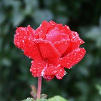 Роза в моем саду :: Василий Аникеев