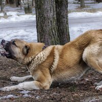 Алхан :: Александр Агеев