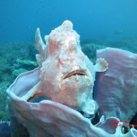 FrogFish :: Andrei Pavlushchenko 