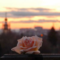 Вечерняя роза! :: Владимир Шошин