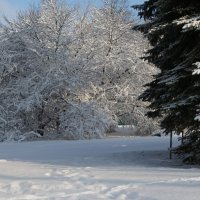 парк после снегопада :: Лев Капник