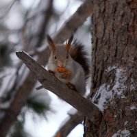 с орехом :: Олег Петрушов