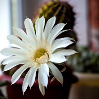 Цветок кактуса :: Серёга Одайник