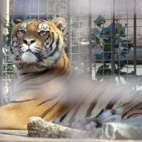 тигр - он и в зоопарке тигр :: Александр Рыбко