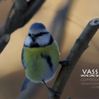 Птичка- синичка :: Marina Vassileva