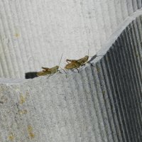 The grasshoppers :: АННА 