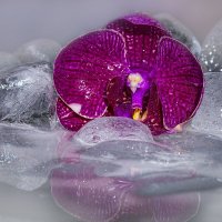 Орхидея на льду :: Вера Бережная 