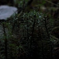 В полумраке леса... :: Любовь Анищенко
