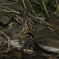 Пеночка зеленая. Phylloscopus trochiloides :: Александр Аксёнов