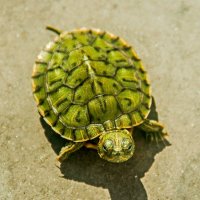 small turtle :: Marina Voronina (Platonova)