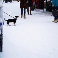 &quot;Хозяин ?&quot; :: Владимир 