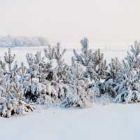На белом покрывале января ... :: Валерий Шибаев