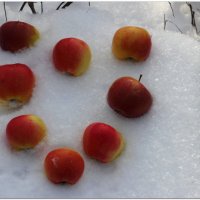 Яблоки на снегу! :: Василий Григорьевич 