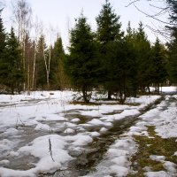 Январь - пора за подснежниками )) :: Елена Леонова