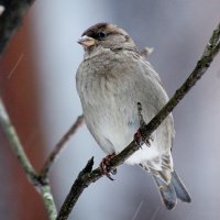 ГРАЖДАНИН МИРА :: Владимир Ховрашов