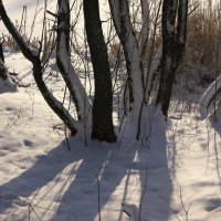 Воскресная прогулка по зиме. " Гуляющие деревья". :: Владимир Буравкин
