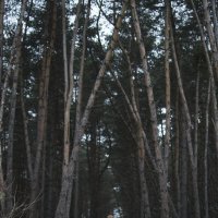 Вечерний лес :: ShefPhoto 
