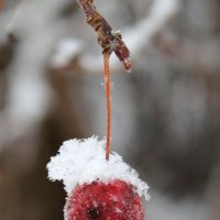 Яблочко в снегу. :: Наталья Лунева 