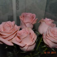 Нежные розы. :: Елена 