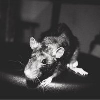 Rat. :: Иннокентий Грановский 