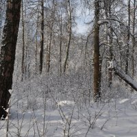 Прошлогодний снег :: Владимир Волик