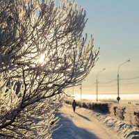 Мороз и солнце, день чудесный... :: Ольга Балихина