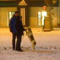 Собака-замерзака в ожидании Олимпийского огня :: Дарья Казбанова