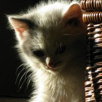 Котенька коток :: DiKo Diana Kondra 