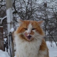 Семён :: top cat