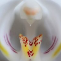 орхидея :: Екатерина Токарская