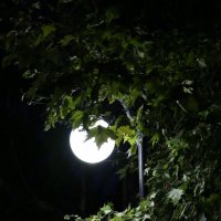 ночь, улица, фонарь.. :: Vladimir Borisov