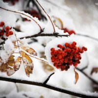 Снежок :: Виктория Донцова