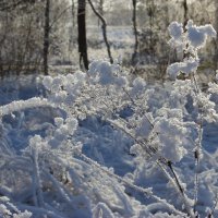 Дыхание зимы :: Mariya laimite