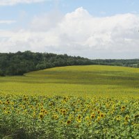 Подсолнечное поле :: Мандрик UA