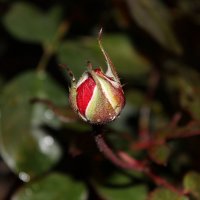 Бутон садовой розы :: gosha-nn 