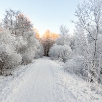 Зима. :: Elena Klimova