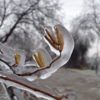 после ледяного дождя :: Ольга Ходус