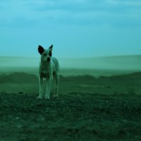 одинокий пес :: фарид хусаинов