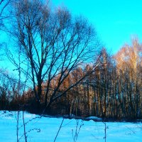 зимний лес :: Nata-li 